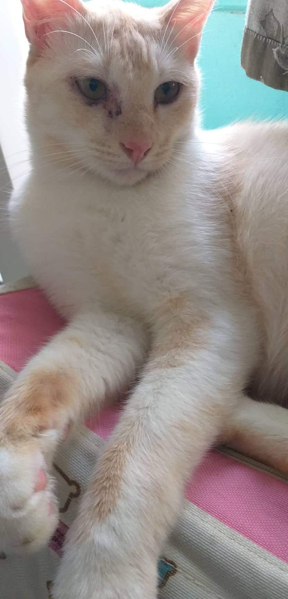 bravofattycatto's tweet photo. Ya'll got gucci but I got natural beauty. 
#ImSlaying #Stolen #ByTheWindow #Model #SummerBod https://t.co/gDeDhJotxA