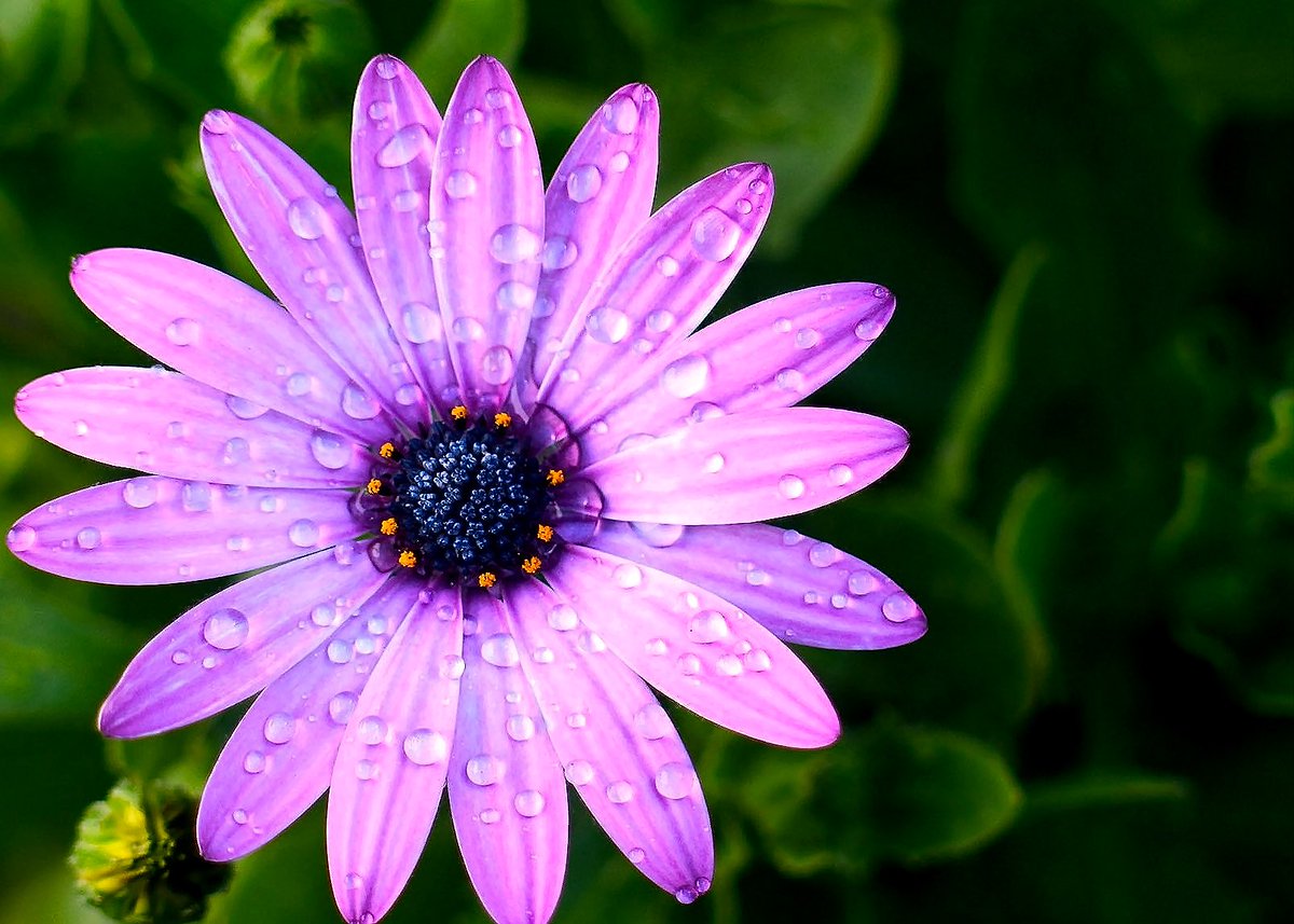 addyiceangel's tweet image. Good Night Twitterverse
✨💤🌸😴🌸💤✨