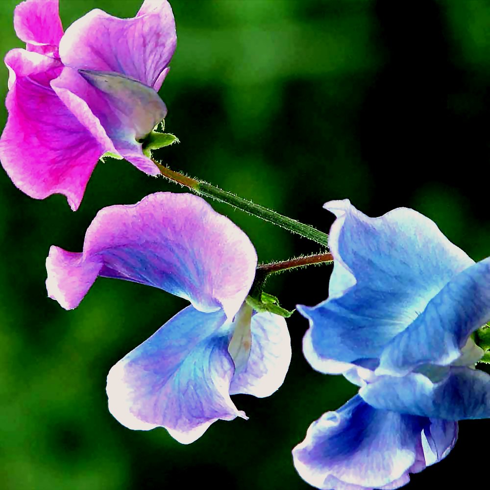 addyiceangel's tweet image. Good Night Twitterverse
✨💤🌸😴🌸💤✨