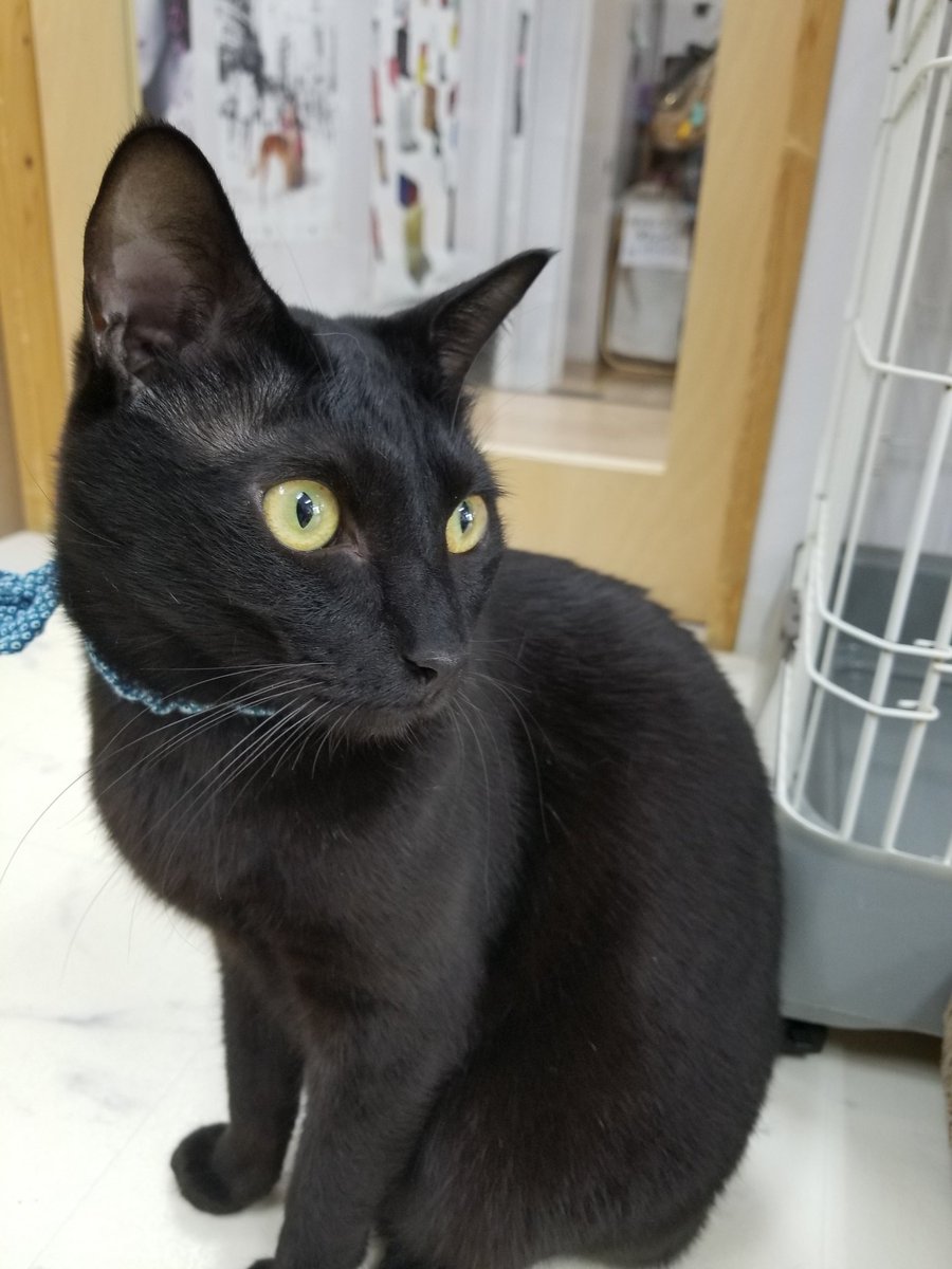 ナオ Bros Sabacan 卓球 特にtリーグ 応援 ヤクルト 楽天ファン 人間にも動物にも優しい社会になって欲しい 猫カフェ 保護猫カフェ ひとやすみ 名古屋城からの猫カフェ 猫カフェからのtリーグ観戦