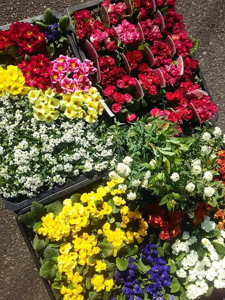 大きいサイズの専門店 メンズサワ Sawaのママさんの趣味でもあるガーデニング またまた あま市の花屋 しんかえん さんにお願いしてガーデニング用のバラ咲きジュリアン アリッサム コデマリなどがいっ ぱい届きました ガーデニング バラ咲き