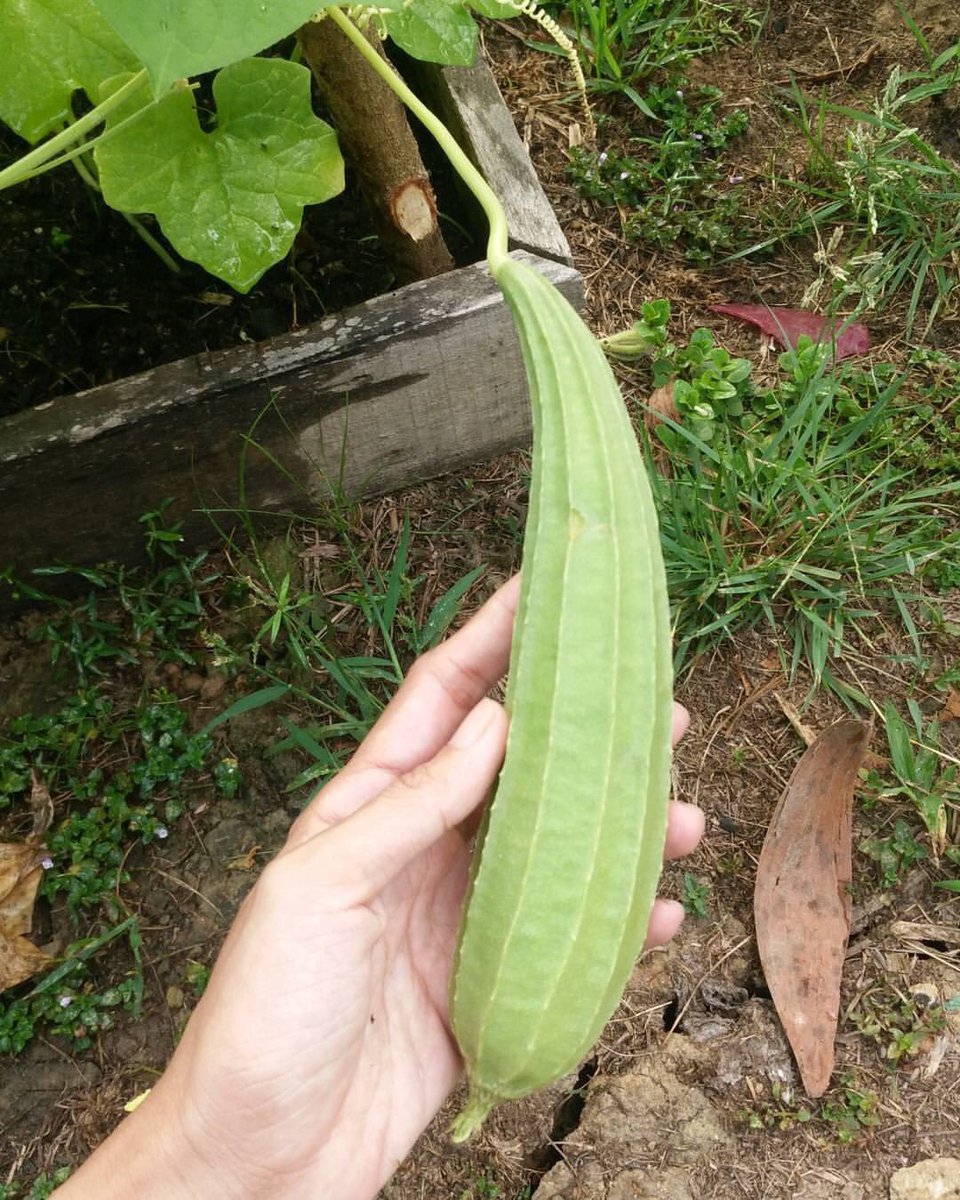 Anything you can tanam sendiri, ternak sendiri can reduce the waste of packaging, reduce bahan bakar utk kereta juga . So this few things sy pernah tanam dulu. Tanam sendiri more organic.