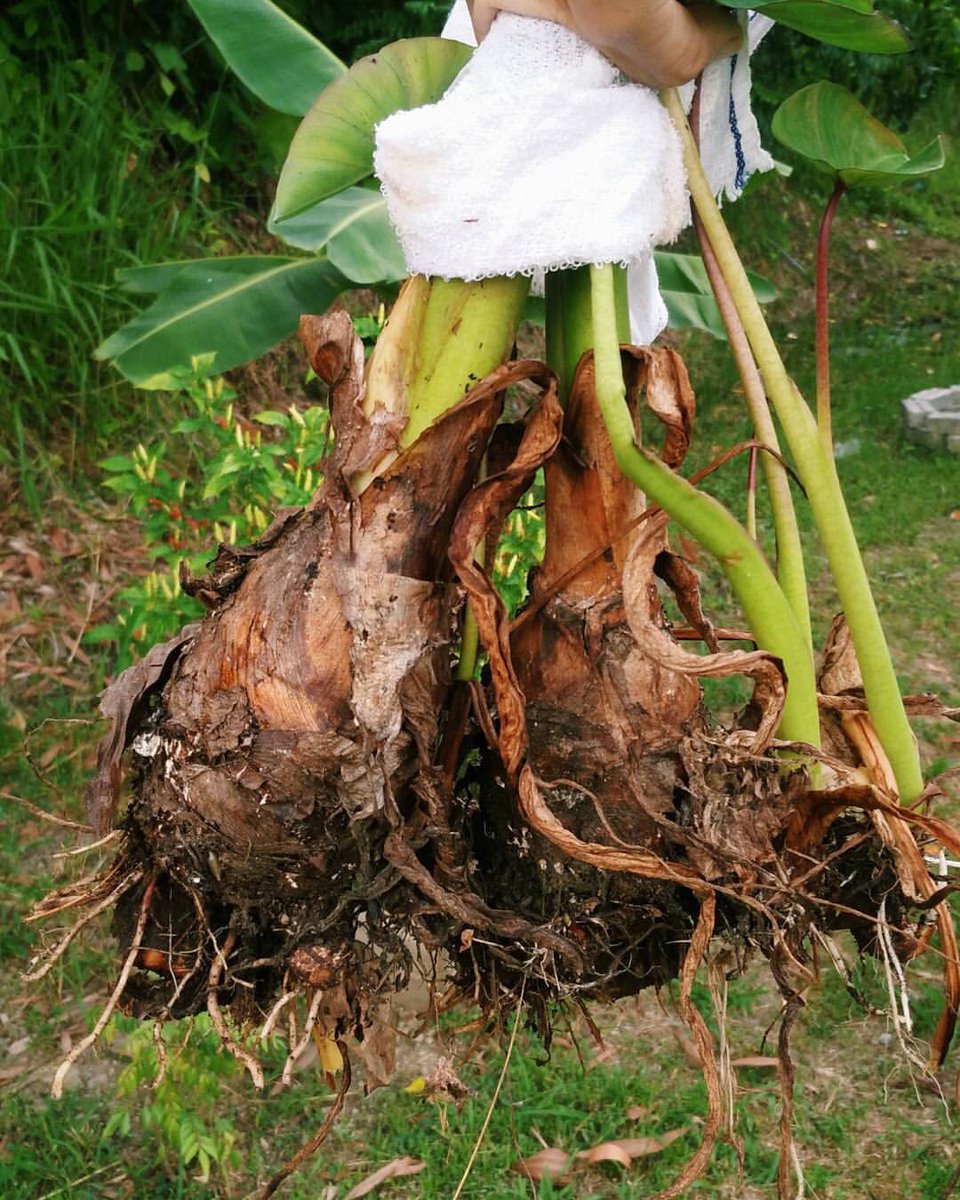 Anything you can tanam sendiri, ternak sendiri can reduce the waste of packaging, reduce bahan bakar utk kereta juga . So this few things sy pernah tanam dulu. Tanam sendiri more organic.