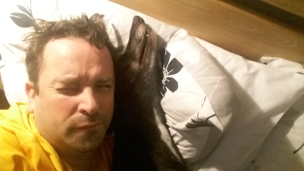 mevsocsci's tweet image. 2 months ago she was the UK's top marathon greyhound. Today Maireads Ivy wakes me up at some ungodly hour to proclaim her support for Shotgun Bullet in the @Ladbrokes Golden Jacket final at @Crayforddogs. @HoveGreyhounds she is loving the retired life!