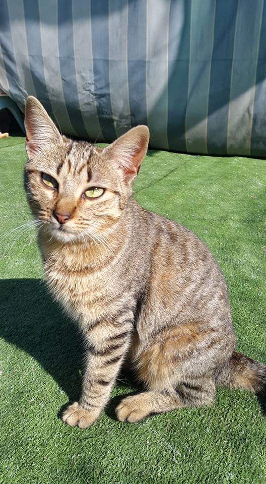 asgatassalvajes's tweet photo. La preciosa #BEQUI fue encontrada en un colegio de la calle Bécquer, sola y muertita de hambre. ¿Veis que ojazos tiene?
Bequi es una gatita joven (tiene tres años), sana y un poquito tímida a la que le encanta corretear y saltar por ahí ¡y tiene una característica especial! https://t.co/v5IqvOFqKu