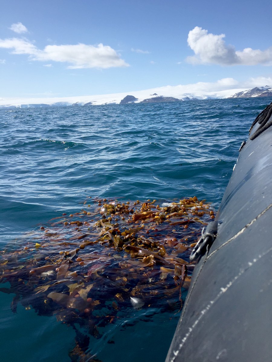 AlgaLab's tweet photo. Con una fría mañana en Isla Rey Jorge #Antarctica comenzó la búsqueda de algas flotantes, en la foto se puede ver un maravilloso parche del alga parda Cystosphaera jacquinotii encontrado frente al Glaciar Nelson 😃🙌 #KGI #AntarcticaIDEAL #ECAIDEAL2019 #ECA55 #AlgaLabECA55 ❄️🇦🇶👍 https://t.co/VVMrsoHSXy
