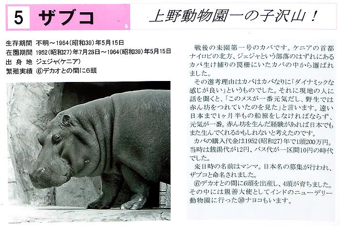はんぺん カバ舎の前にあったのですが面白い 6のデカオは飼育員さんが背中に乗っても平気で 子カバの世話が上手だったとか 東山から来園してきた奥様の名前がナゴヤだとか イイ話が満載でした 上野動物園 カバ はんぺん カバ舎の前にあったのですが面白い 6のデカオは飼育員さんが背中に乗っても平気で 子カバの世話が上手だったとか 東山から来園してきた奥様の名前がナゴヤだとか イイ話が満載でした 上野動物園 カバ