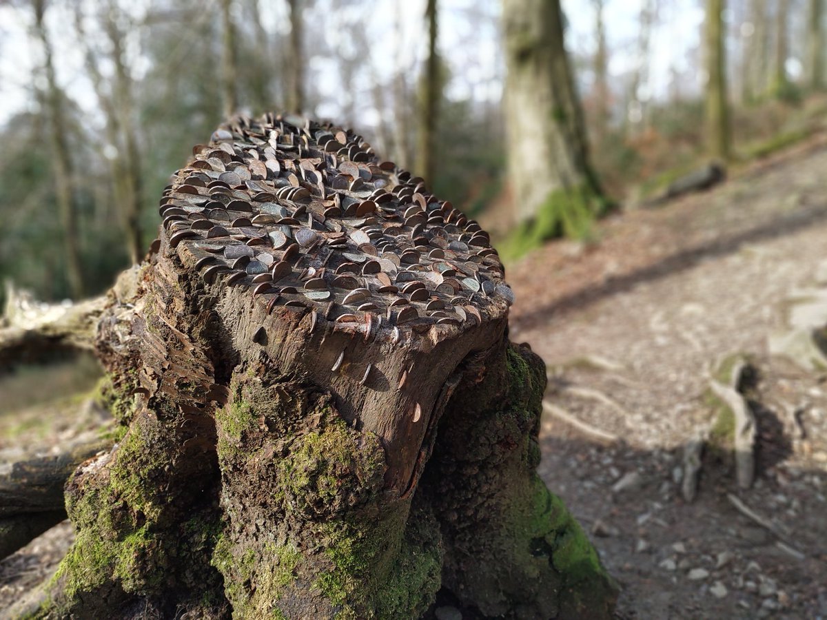 ale_bottero's tweet photo. The feeling you have when you hear a little girl saying out loud "I have found the money: The 'money-tree'!",
and after a few meters you realize that... it is true! The money-tree is real!
Ok, it is a stump, but who cares. It exists! #themoneytree #Windermere #Wondermere https://t.co/yRCsQ0O4ot