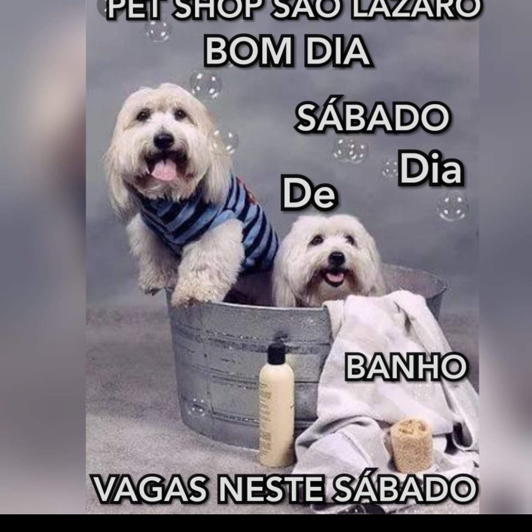 Pet Shop São Lázaro (@sao_pet) / Twitter Pet Shop São Lázaro (@sao_pet) / Twitter