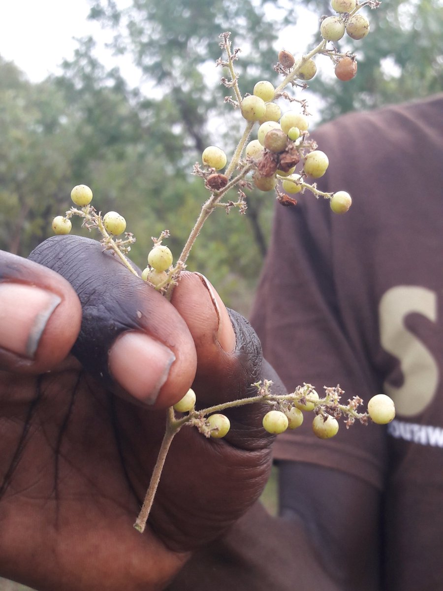 OjuokIrene's tweet photo. Will the current generation of young people ever find an opportunity to see or even taste the sweetness of indigenous wild fruits enjoyed free and clean 20years ago? Today fruits remain a preserve of the rich. FMNR is reversing this equation. https://t.co/zG6p0QFigF