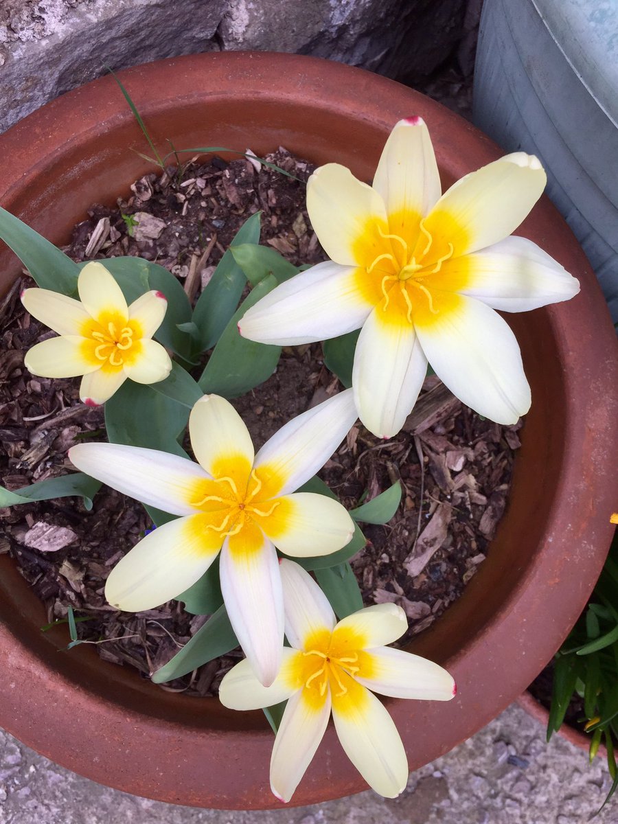 SeedCollections's tweet image. Love these little beauties that have sprung into action 😍