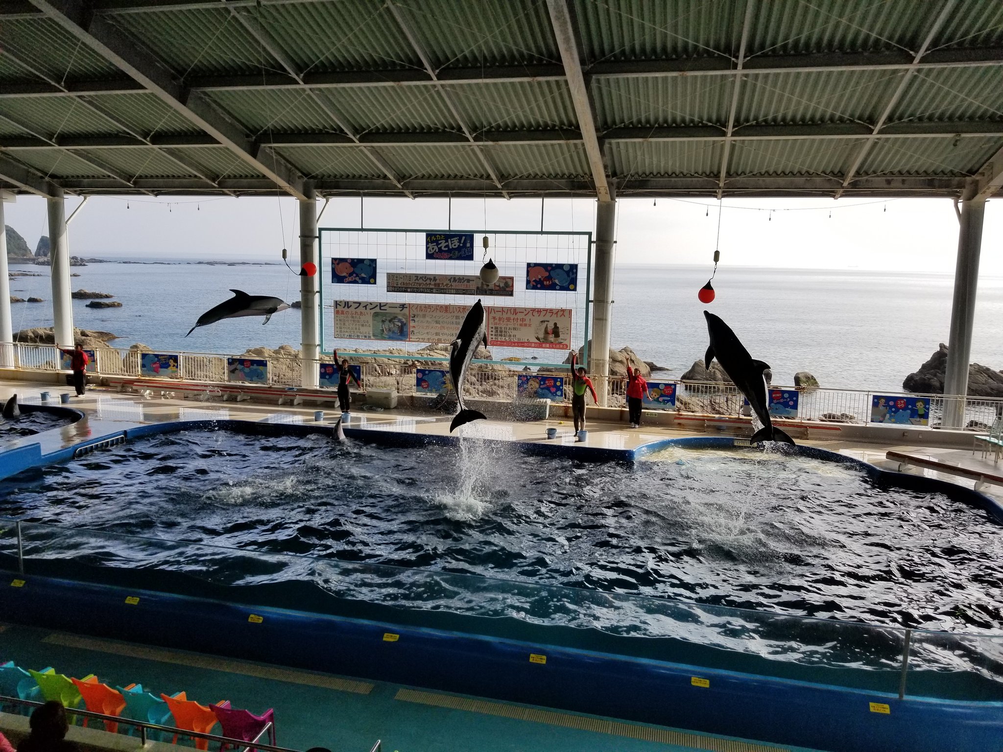 めｎち 宮崎と鹿児島の狭間 大黒イルカランド 行ってきた 日本で見られるイルカ ショーの技 構成 全てが詰まったかのような40分のイルカショーは圧巻 タッチプールもマダコ入りと独特のメンバーが揃っておりました マスコットキャラには触れまい