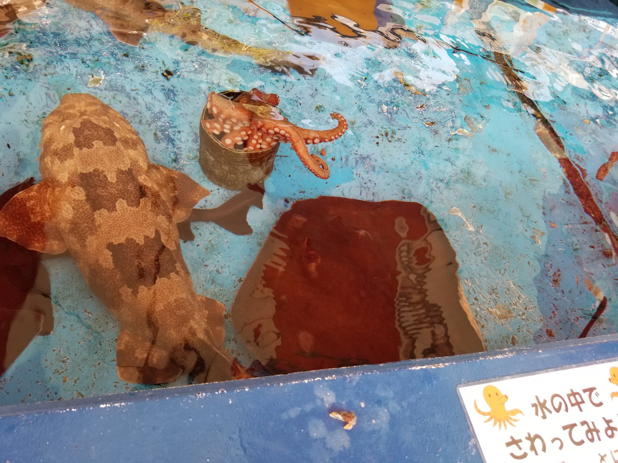 めｎち En Twitter 宮崎と鹿児島の狭間 大黒イルカランド 行ってきた 日本で見られるイルカ ショーの技 構成 全てが詰まったかのような40分のイルカショーは圧巻 タッチプールもマダコ入りと独特のメンバーが揃っておりました マスコットキャラには触れまい