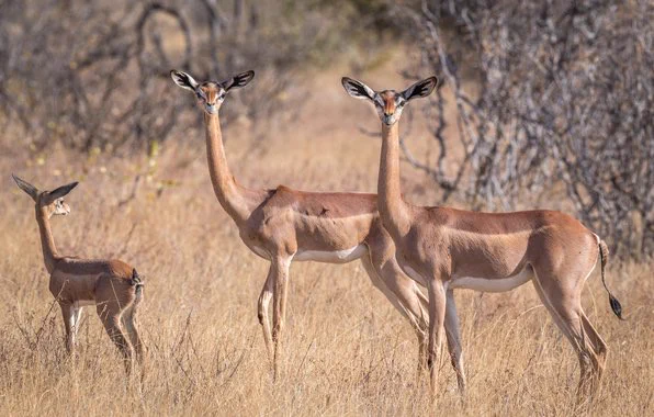 超小顔で超首が長い！なんだこの生物！
