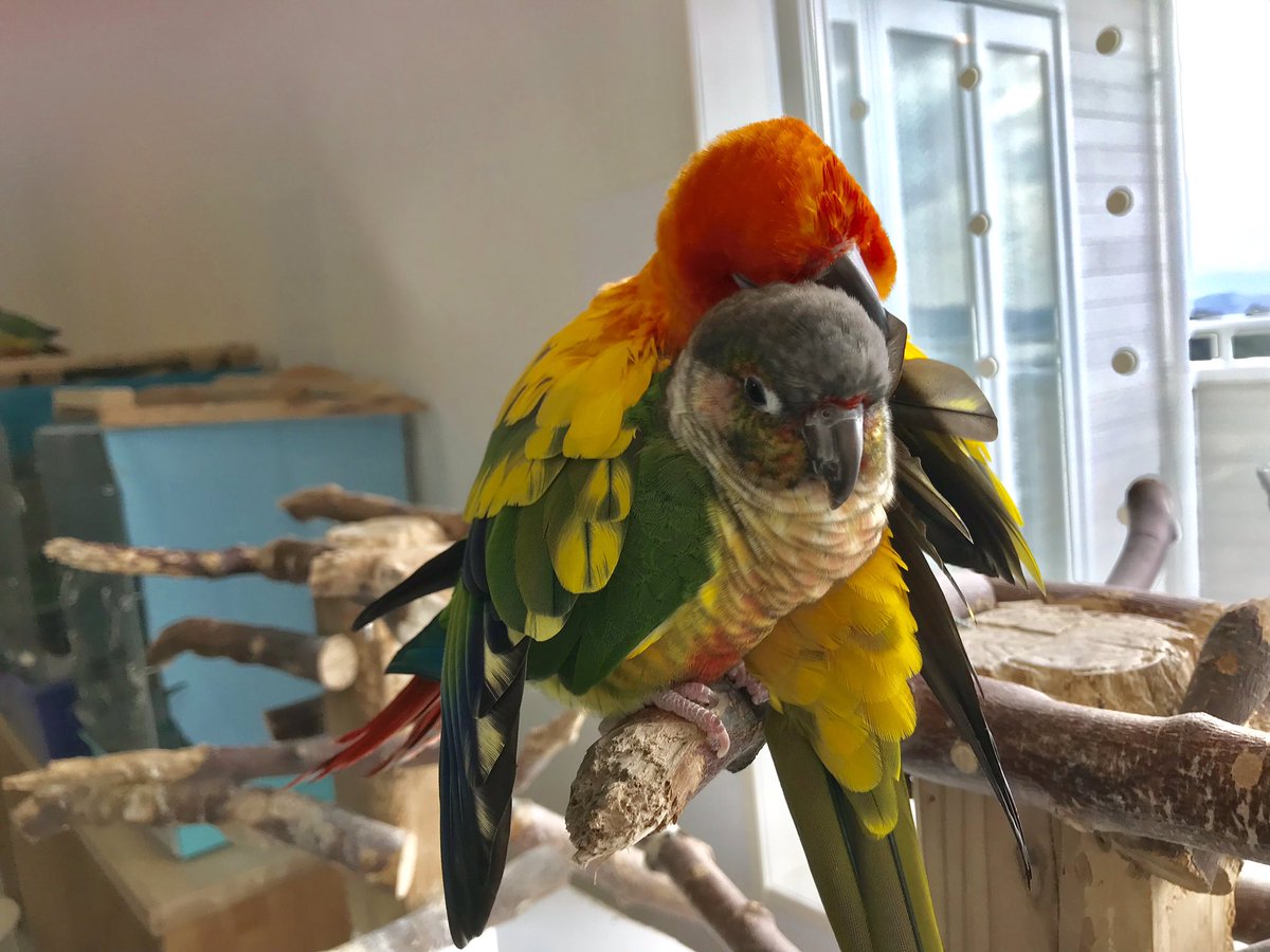 インコとオウム先生のいるお店 ふわふわインコ En Twitter 明日 2月24日 日曜日 は 都合により15時でcloseさせて頂きます 佐世保の鳥カフェ ふわふわインコ ふれあい インコカフェ Bird ワキコガネイロウロコインコ コガネメキシコインコ ゼンちゃん 蘭丸君