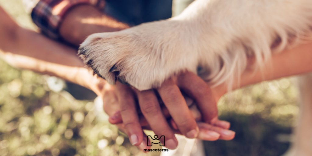 GrupoMascoteros's tweet photo. ¡Todos para no y uno para todos!
🐾
🐾
#playingwithdog #dog #pet #mascoteros #jugarconperro #dogs #pets #petlover #playwithdog #playing #juegos #alltogether #siemprejuntos #dogsininstagram #dogtagram https://t.co/fFhUAavzAG