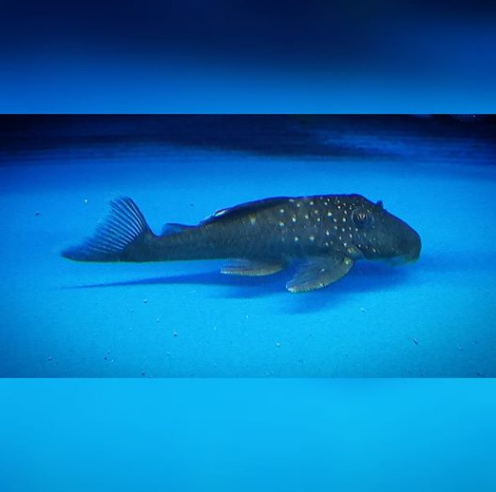 2 #bizitalk #tropicalfish keepers &amp; newbies all over the world 2 U - Join Tropical Funky Fish FB Group bit.ly/2VP13EY
Ask #tropicalfish #pond #water or #fishtank questions we'll try our best 2 answer them
Mobile directions here bit.ly/2SUOp9S