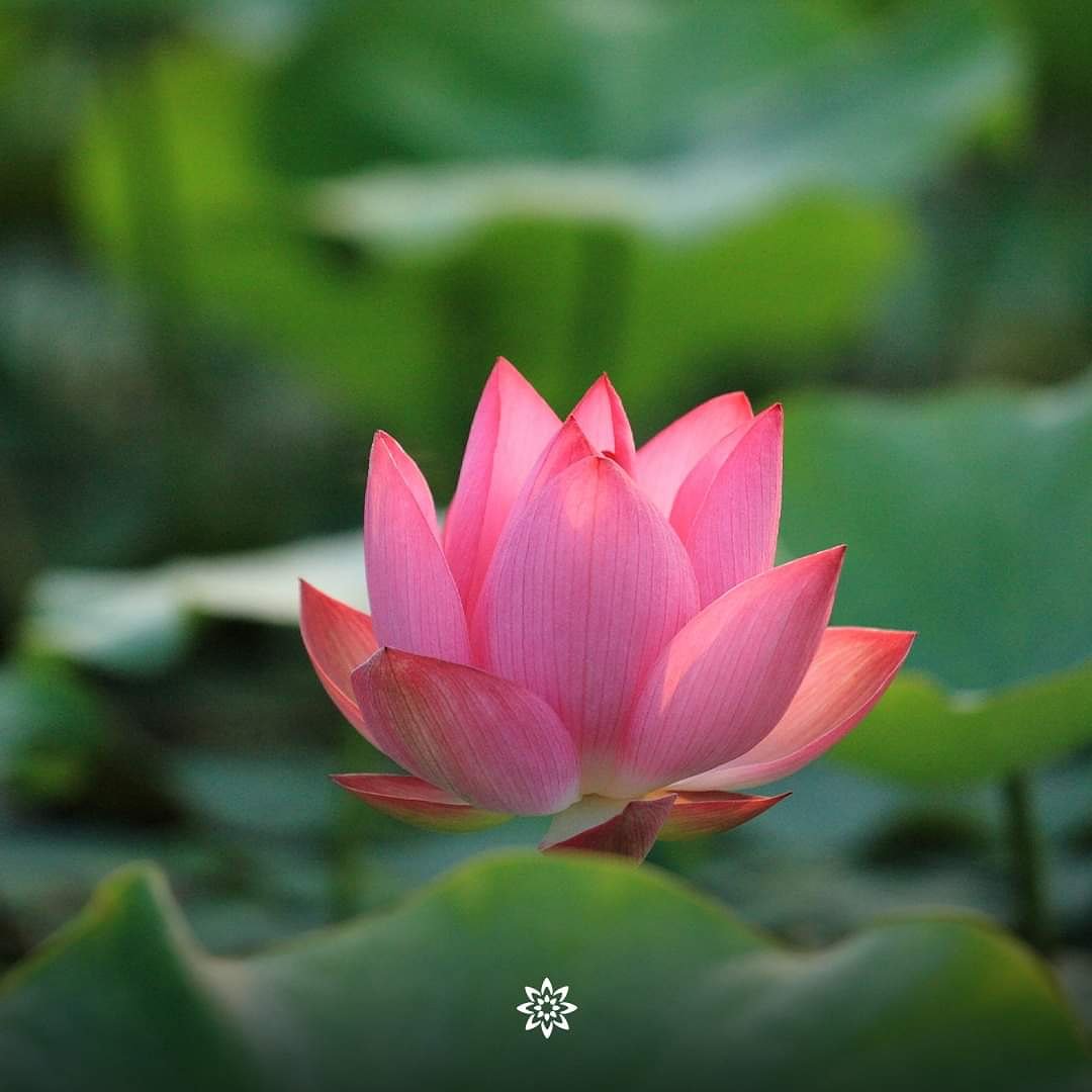 VedaEarth's tweet photo. #Lotus flower extract is rich in #antioxidants and helps purify the skin and reduces pores. It is also a natural #moisturiser, which soothes the skin by hydrating it. Owing to these benefits, lotus flower extract is one of the key ingredients in our #UnderEyeOil. #vedaearth https://t.co/ndpSIrgXqR