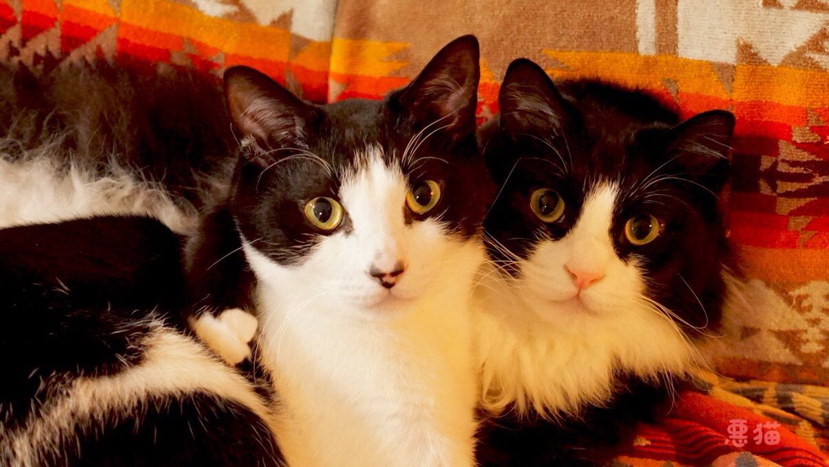 warunekohime's tweet photo. @MarionSpekker 
💐💐💐Happy birthday dear Marion💐💐💐
💞🎊🍾🥂
🌷I wish your great fortune &amp; good health🌷
💐🎂💐💗
💞😻😽💞 https://t.co/9iUAh19w6w