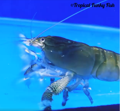 #bizitalk #Gardeners newbie #ponds #tropicalfish keepers in #Wales #England BIG welcome to #Cardiff Join our Tropical Funky Fish FB Group bit.ly/2VP13EY
Ask #tropicalfish #pond #water or #fishtank questions we'll try our best 2 answer them
Gallery bit.ly/2SmAuch