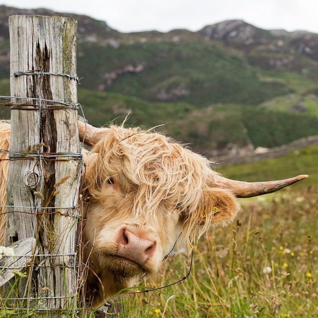 Good Morning Highlanders! It’s the weekend!!! We hope here from Hogie HQ you all have a lovely weekend out in the fresh outdoors! #weekendantics #highlandcowlove #dailyinspiration