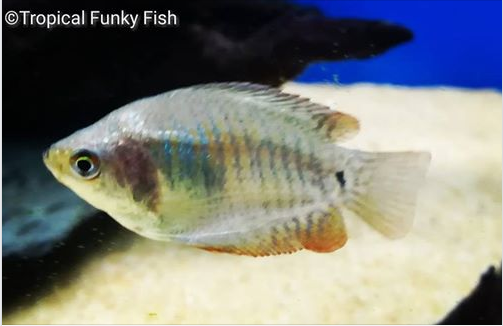 #bizitalk #Gardenering #pond &amp; #tropicalfish keeping A BIG WELCOME TO #Cardiff #Wales Feel free to Join our Tropical Funky Fish FB Group bit.ly/2VP13EY
Ask #tropicalfish #pond #water or #fishtank questions we'll try our best 2 answer them
Webpage bit.ly/2E7pUfq