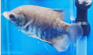 #bizitalk #Gardenering #pond &amp; #tropicalfish keeping A BIG WELCOME #England to #Cardiff for the #Wales V #England #Rugby match - Join our FB Group bit.ly/2VP13EY
Ask us questions &amp; we'll try our best to answer them
Directions to #Tropicalfish Shop bit.ly/2E45AeW