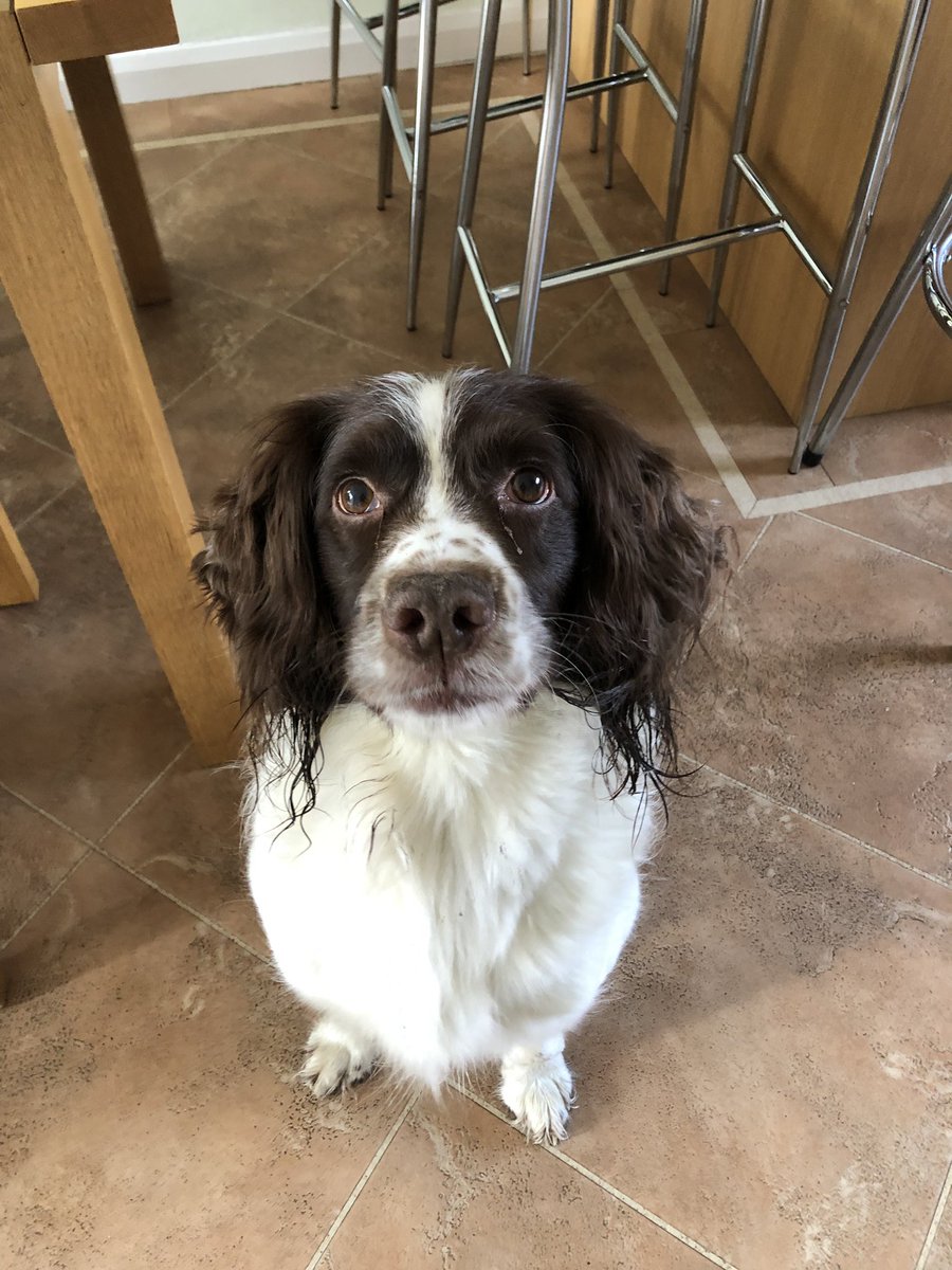 OReferrals's tweet photo. As an veterinary orthopaedic specialist it’s easy to overthink it when your dog goes lame, can’t believe he was even weight bearing with this (all but 2mm protruding) buried between his pads, phew glad I found it! #bravelad https://t.co/2UPfppOw1d