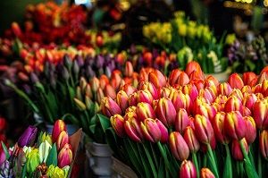 mnstrcleaning's tweet photo. You can see over 60,000 tulips in a castle a short drive from Surrey. Read more on: https://t.co/PhHubpefLc
#Surrey #tulips #castle #shortdrive #westsussex #annualtulipfestival #riverarun #arundelcastle #arundel #tulip #queenofthenight #SpringPlantFair #spring #april https://t.co/xkqjr1hTXC