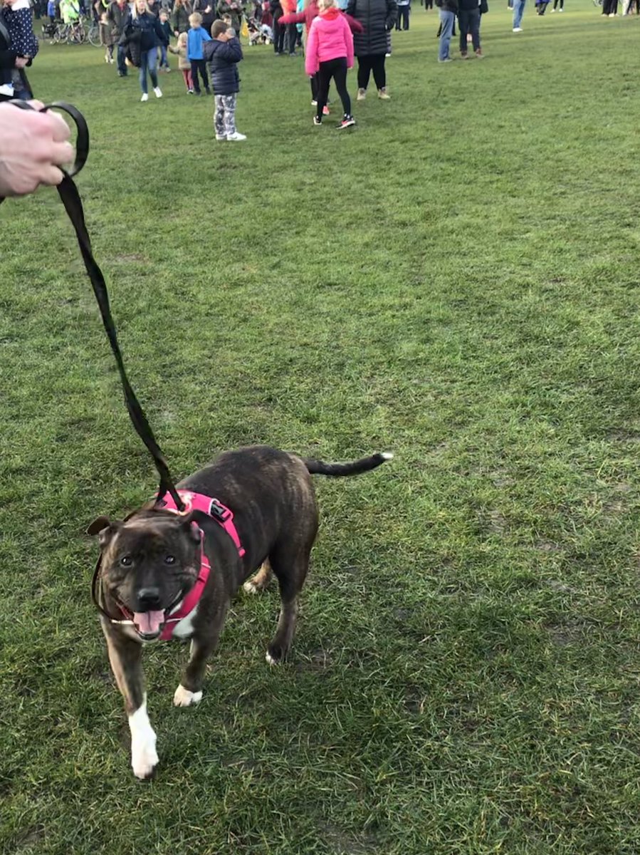 Ellie said there could be only one photo for her #StaffieSaturday spot and it was her trip to #Endcliffepark for the #sheffieldflypast ✈️ #MiAmigo75th #Sheffieldissuper #DogsofTwittter #AdoptDontShop #dogs #woof #SaturdayMorning #TonyGotAFlypast