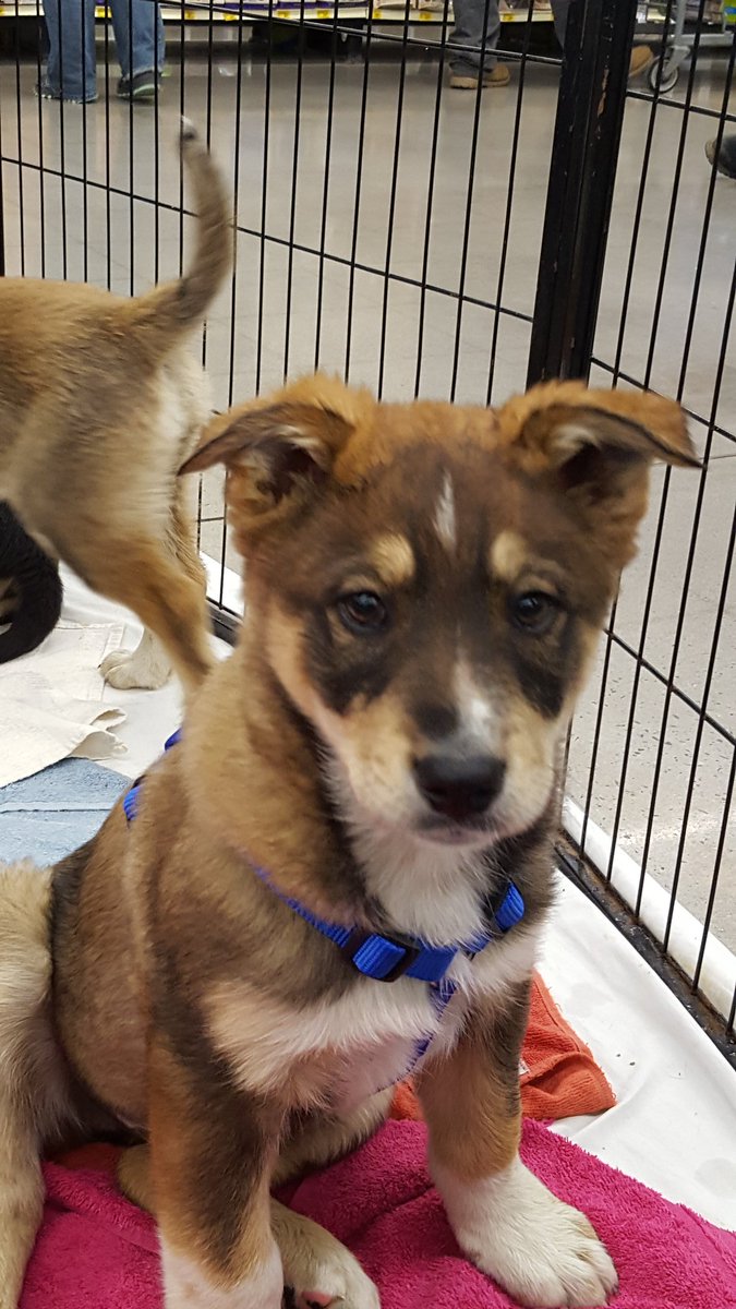 petm0409's tweet photo. Come adopt me at PetSmart in Gastonia, N.C.  Sat 12-6 Sun 2-5. I have sibling too. https://t.co/nN4Ophj20o