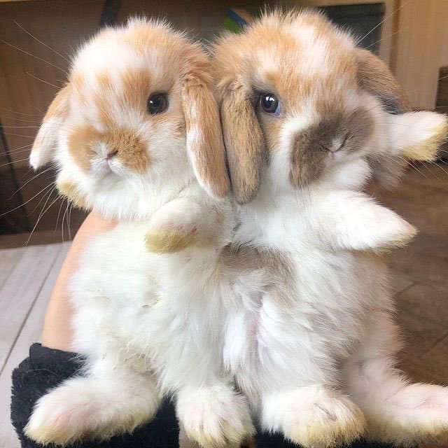 RabbitsRealm's tweet photo. https://t.co/DaPF0kdGiY
