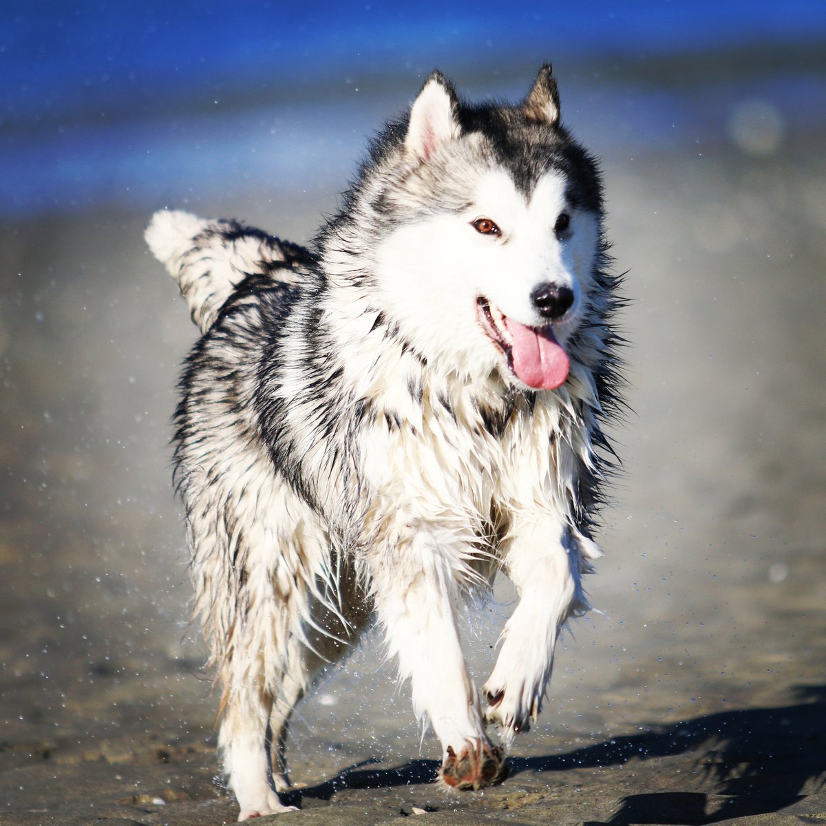 Boubouchon87's tweet image. Escapade dans la Baie de Somme... #LeCrotoy #Love #Roxy
