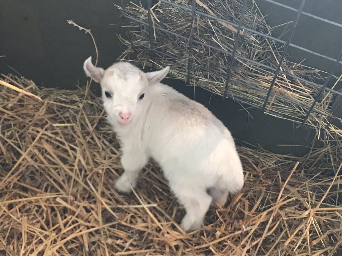 Open all weekend. 10am till 4pm. Come up and cuddle all our baby goats and lambs