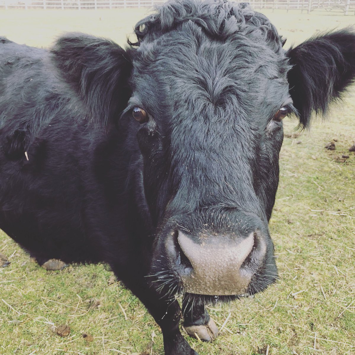 SmallholderMama's tweet photo. My beautiful Violet this morning #dexters #dextercattle #smallholding #smallholder #mama #countrylife #farm #countryside #thegreatoutdoors https://t.co/gfJNx5lUev