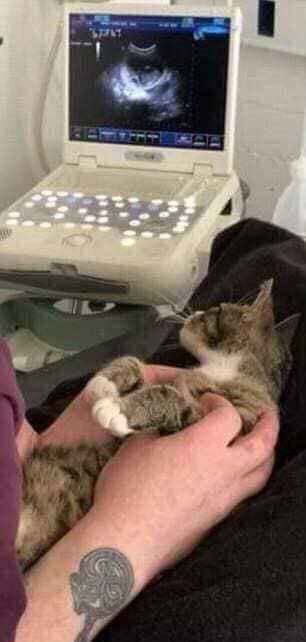 EnFeeTamine's tweet photo. -Mais puisque je vous dis qu'ils étaient tous castrés !
- Félicitations madame c'est un labrador ! https://t.co/xmx0h4BU3g
