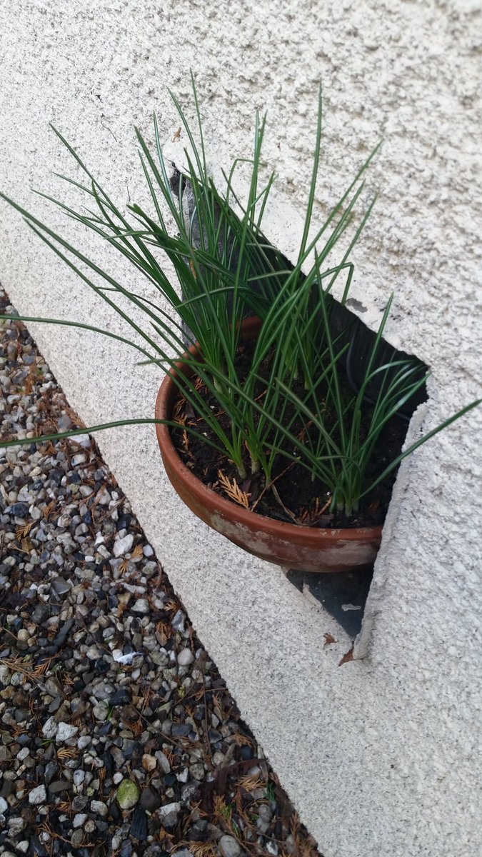 InterEdcontext's tweet photo. Made an error, wondered why no #crocus #flowers. Planted 5 pots #autumn crocus #colchium by mistake. #GardenBeginner Leaves die down #spring &amp;flowers grow autumn. Decided to buy 5 new planters for #summer plants #gardening #garden #gardenshour @GardensHour https://t.co/iCSVqmt8iA
