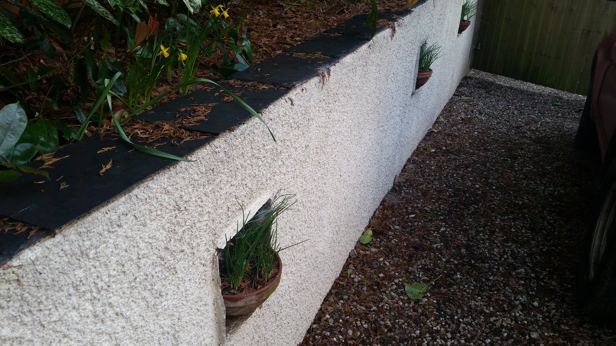 InterEdcontext's tweet photo. Made an error, wondered why no #crocus #flowers. Planted 5 pots #autumn crocus #colchium by mistake. #GardenBeginner Leaves die down #spring &amp;flowers grow autumn. Decided to buy 5 new planters for #summer plants #gardening #garden #gardenshour @GardensHour https://t.co/iCSVqmt8iA