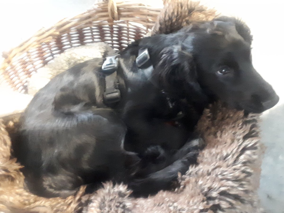 eden_pottery's tweet photo. Darcy on her break in the pottery https://t.co/T2VxKRfqs5