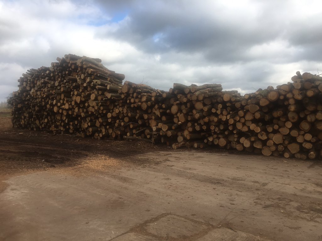 Cozilogs by ChipChip getting dried to Sub 20% woodsure ready to burn. Order at chipchip.co.uk/order-firewood/