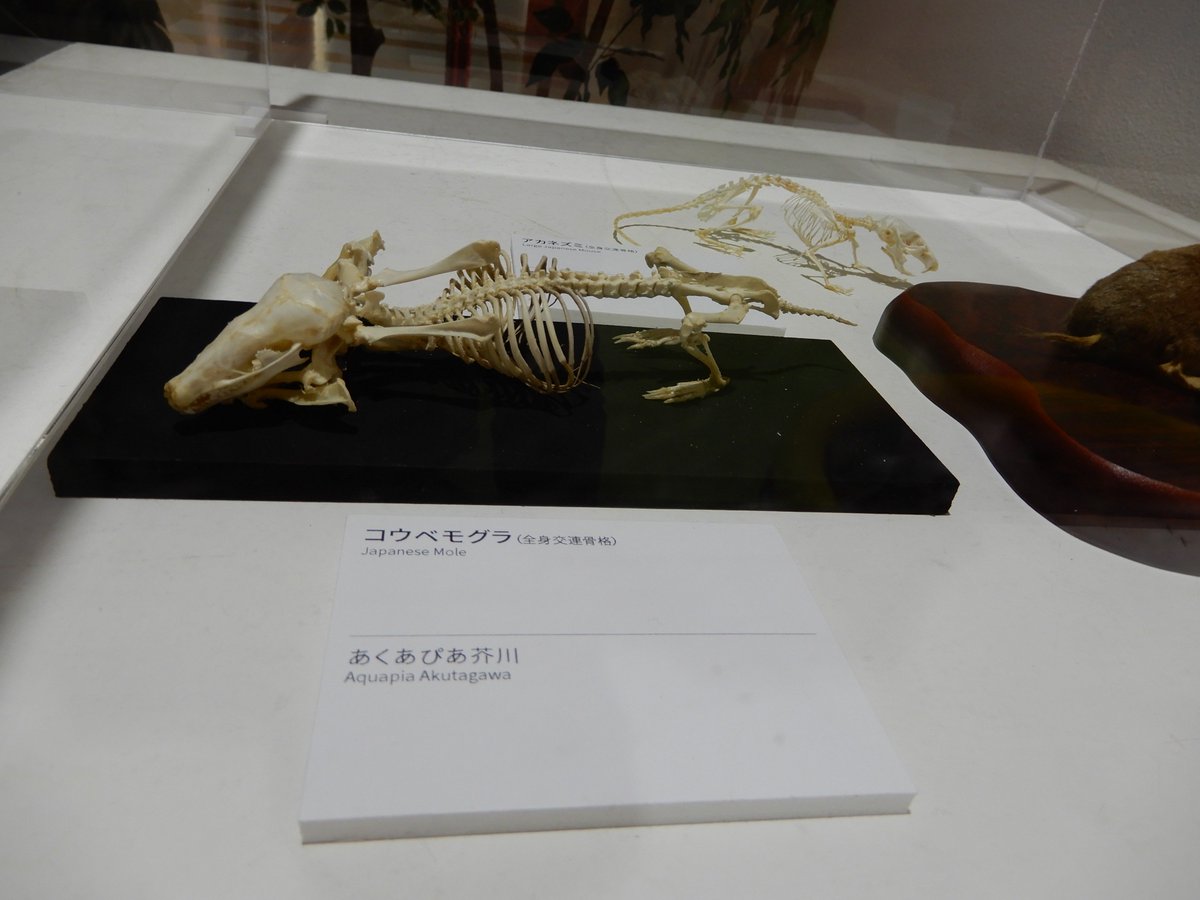 送料0円 高品質 全身骨格標本 Mole ヨーロッパモグラ Northern 置物