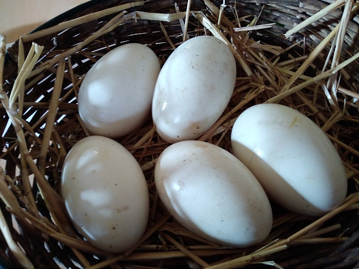 Goose eggs, free range pork and assorted different flavours of sausages all for sale at the farm today #localfood #placestovisit #
