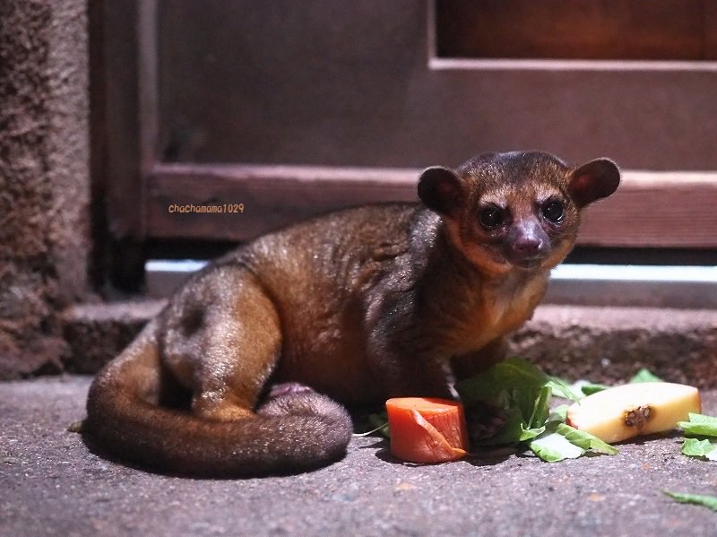 アライグマ科 Twitter Search Twitter