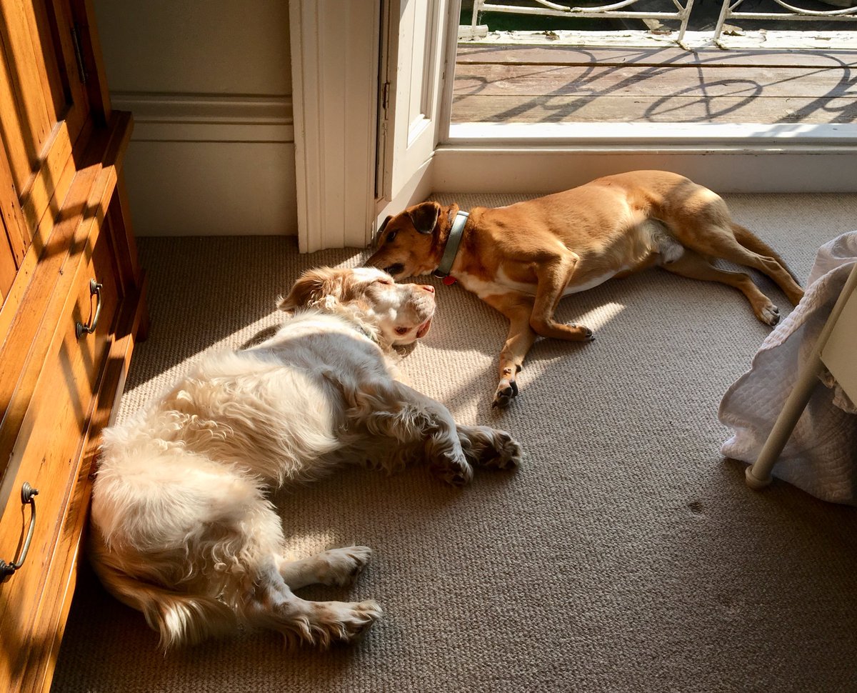 SimonJAllen1's tweet photo. Daddy is upset with climate change denying politicians and people who needlessly harm animals, so we thought weβd help him with the chores to lighten the mood... #AnimalWelfare #ClimateChange #noWAsharkcull https://t.co/kBpys4fiUC