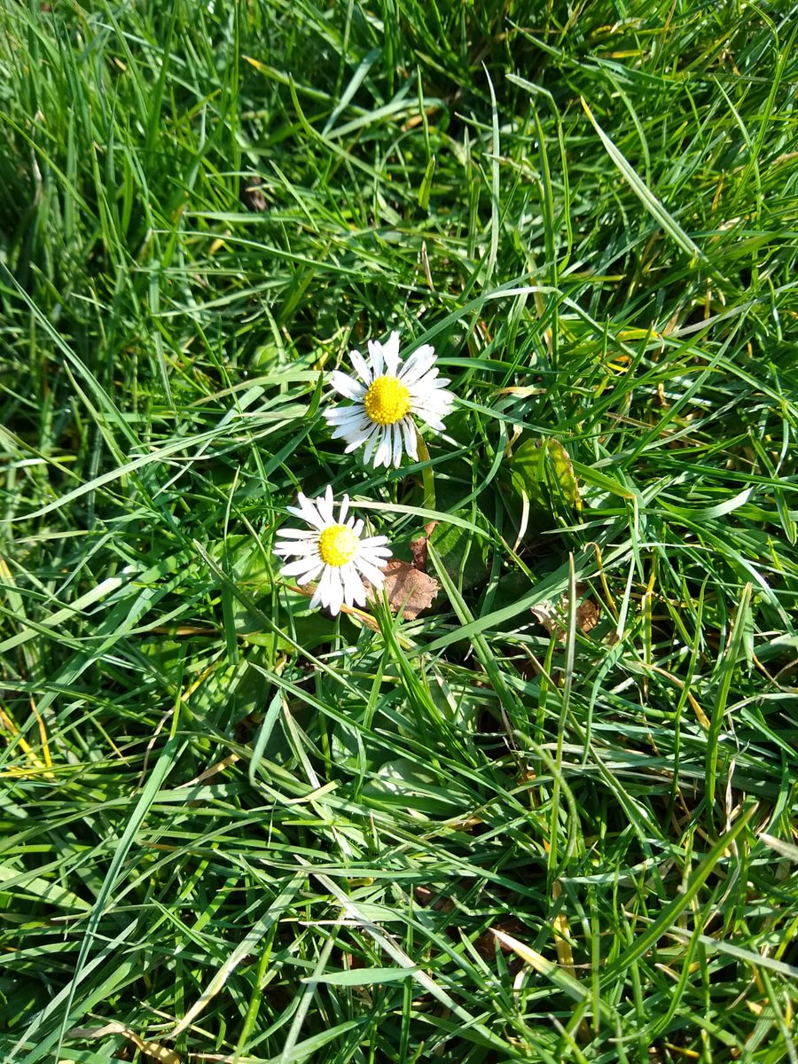 BirdAwareSolent's tweet photo. Spring is in the air! 🌱🦆🌞Our rangers are out and about today on the Solent Coast and have been enjoying the sights, sounds and smells of spring! Have you noticed the change in season too?  #springtime #solentcoast #birdaware https://t.co/xlw4tBDiL8