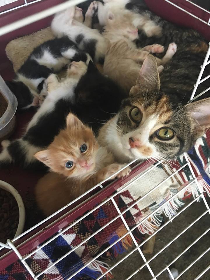 kato9toes's tweet image. #MyNaturalCat for all the foster kittys!