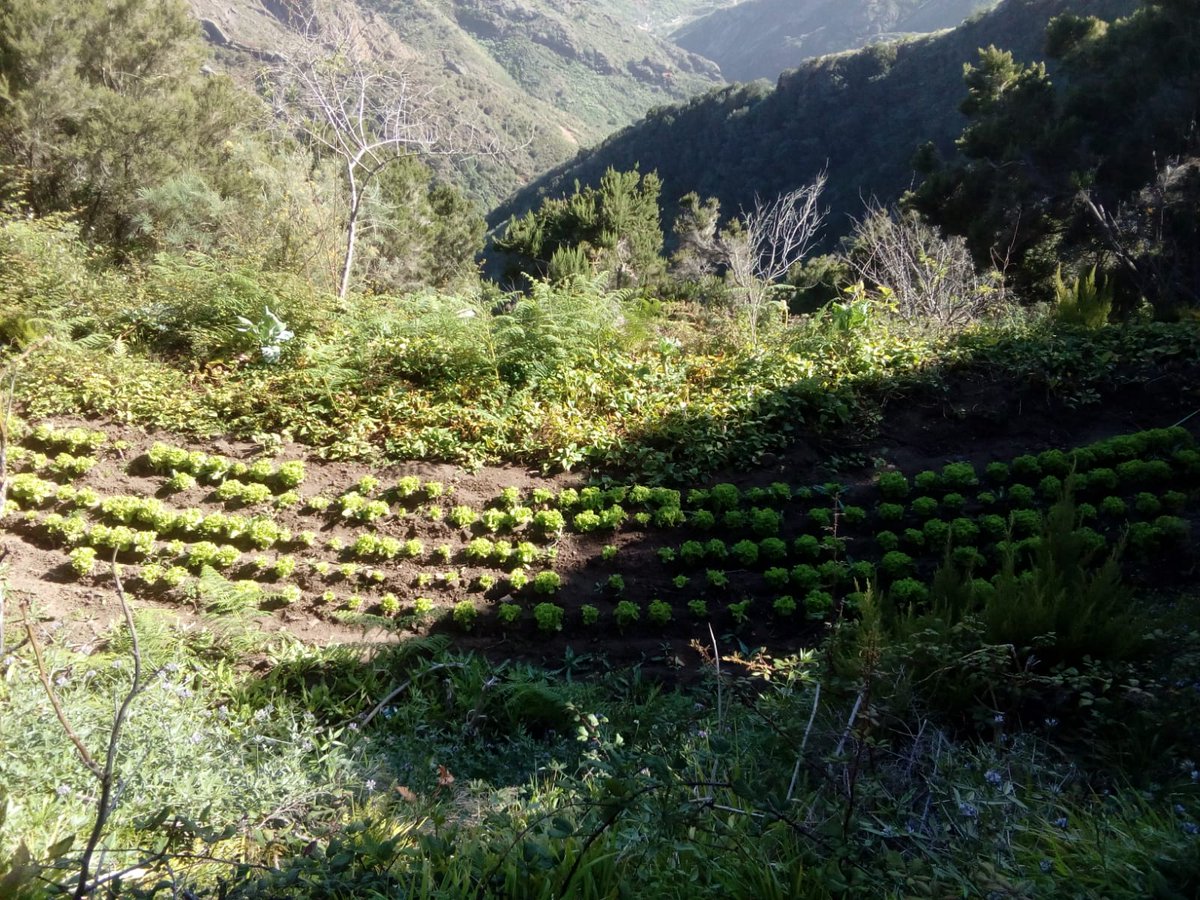 panzaburro_rest's tweet photo. ¡Nuestra huerta ecológica de Anaga está preciosa con todas estas cositas plantadas! #panzaburro #anaga #productoslocales #ecologicos #delahuerta #delanube #delafinca #macizodeanaga #santacruz #kilometrocero #productosdecalidad #saborycolor #ricorico #conmuchoamor #loveisintheair https://t.co/QLYpB2k5b4