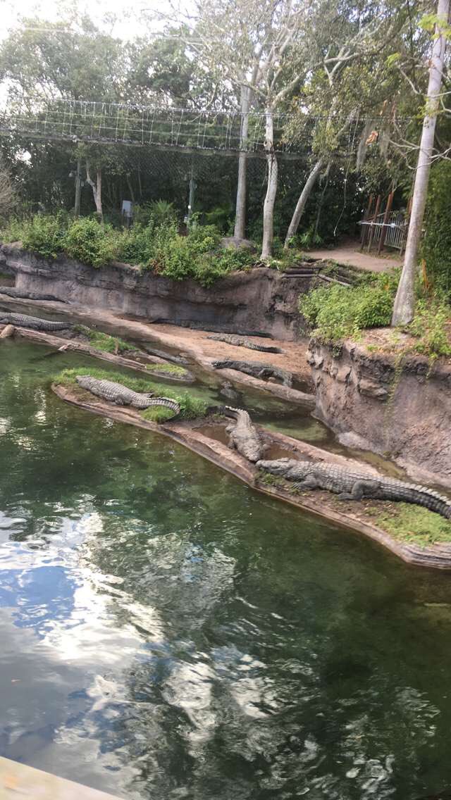 Emilywait_'s tweet photo. Day 5 at Animal Kingdom https://t.co/8wpRifNfev