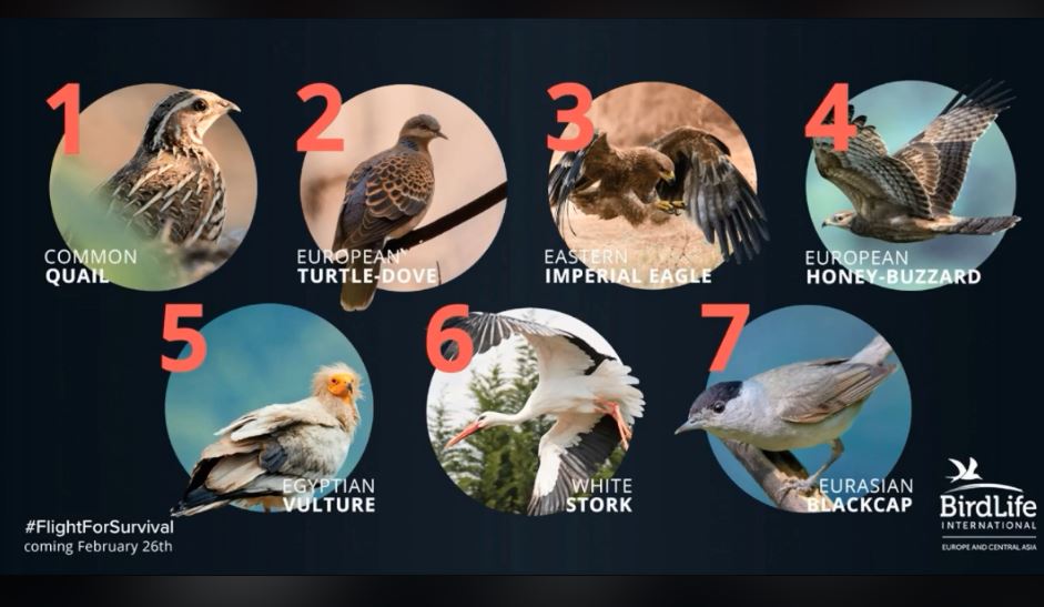 BirdLife_News's tweet photo. Our #FlightForSurvival campaign to raise awareness about the illegal killing of birds is about to take off. The seven birds below face this threat every time they migrate. In the coming weeks, we'll be telling you more about them, and how you can help. https://t.co/tHboikPB5a