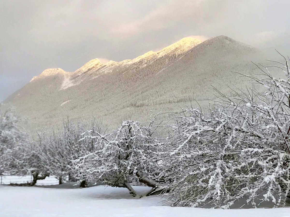 snoislelibrary's tweet photo. It stopped snowing in Darrington for now, but road conditions are still challenging. For the safety of customers and staff, the Darrington Library is on abbreviated "snow hours" today of 11-4. More may be coming so we'll evaluate the closing time if needed. #nomosno #prettytho https://t.co/n2cUMCcdbS